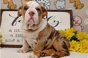 Emma - puppy for sale