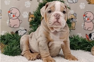 Luca - English Bulldog for sale