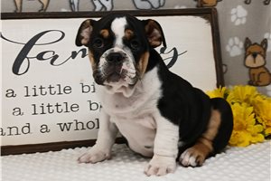 Edith - English Bulldog for sale