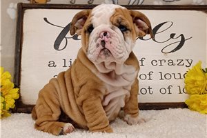 Chase - English Bulldog for sale