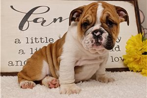 Calvin - English Bulldog for sale