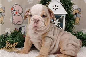 Louisa - English Bulldog for sale