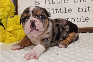 Peyton - English Bulldog for sale