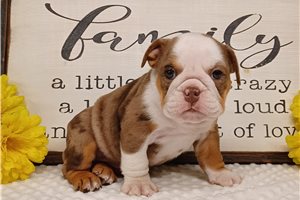 Emma - English Bulldog for sale