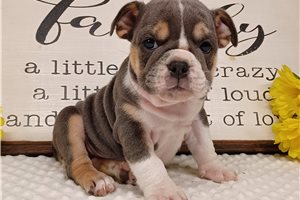 Ernie - puppy for sale