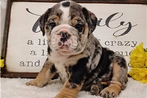 Cedar - English Bulldog for sale