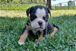 Pookie - English Bulldog for sale