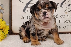 Clive - English Bulldog for sale