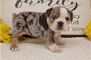 Paige - English Bulldog for sale