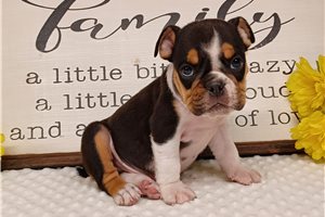 Erik - puppy for sale