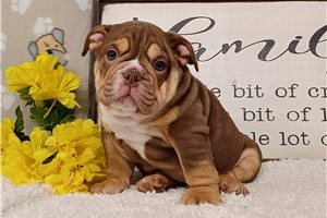 Baron - English Bulldog for sale
