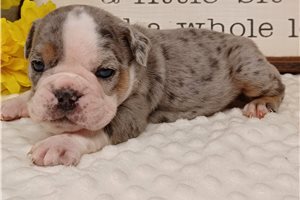 Paige - English Bulldog for sale