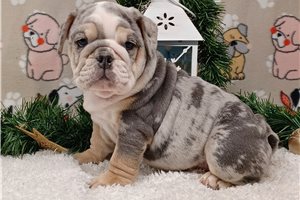 Link - English Bulldog for sale