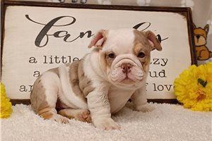 Beth - English Bulldog for sale