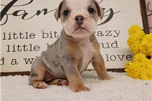 Lily - puppy for sale