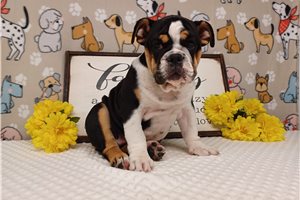 Edith - English Bulldog for sale