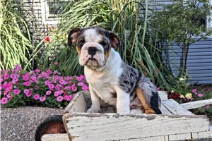 Princessa - English Bulldog for sale