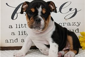 Erik - English Bulldog for sale
