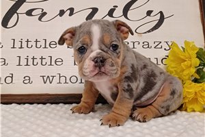 Ethan - puppy for sale