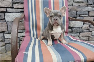 Jaxter - French Bulldog for sale