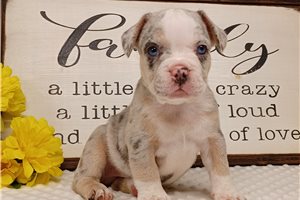 Maestro - French Bulldog for sale