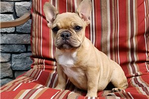 Lara - French Bulldog for sale