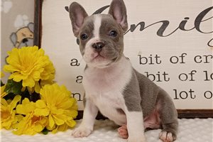 Madden - puppy for sale