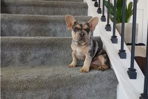 Ronan, a French Bulldog puppy