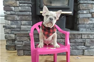 Theodore - French Bulldog for sale