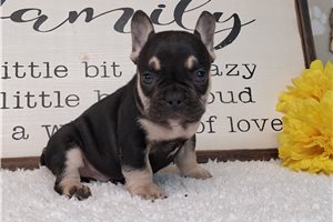 Soul - French Bulldog for sale