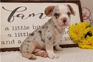 Maestro - French Bulldog for sale