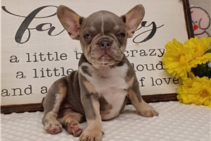 Jezzy - French Bulldog for sale