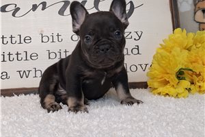 Seeker - French Bulldog for sale