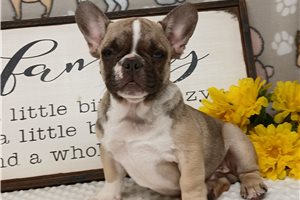 Dominic - French Bulldog for sale