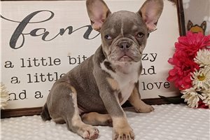 Jezzy - French Bulldog for sale