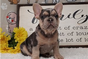Ronan - French Bulldog for sale