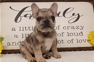 Flynn - French Bulldog for sale