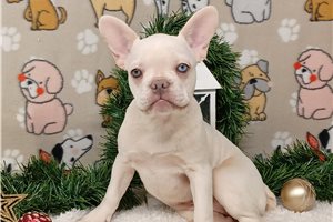 Rachel - French Bulldog for sale