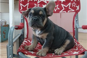 Rascal - French Bulldog for sale