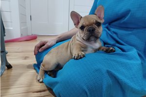 Lara - French Bulldog for sale