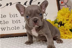 Drake - puppy for sale