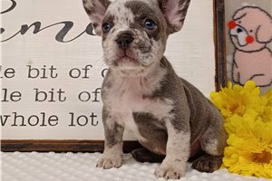 Mage - puppy for sale