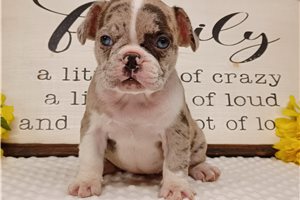 Dawn - French Bulldog for sale