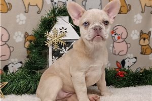 Romina - French Bulldog for sale