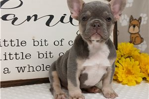 Jaxter - French Bulldog for sale