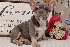 Jaxter - French Bulldog for sale