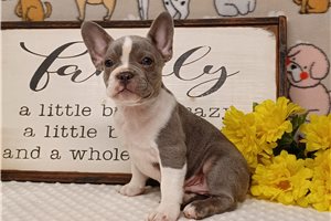 Madden - French Bulldog for sale