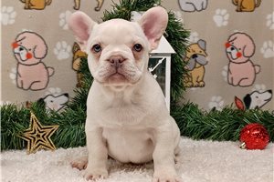 Russell - French Bulldog for sale