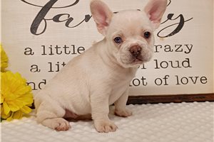 Kiara - French Bulldog for sale