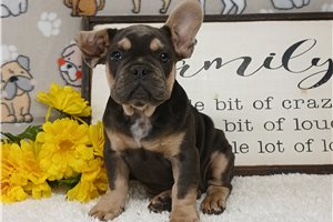 Rascal - French Bulldog for sale